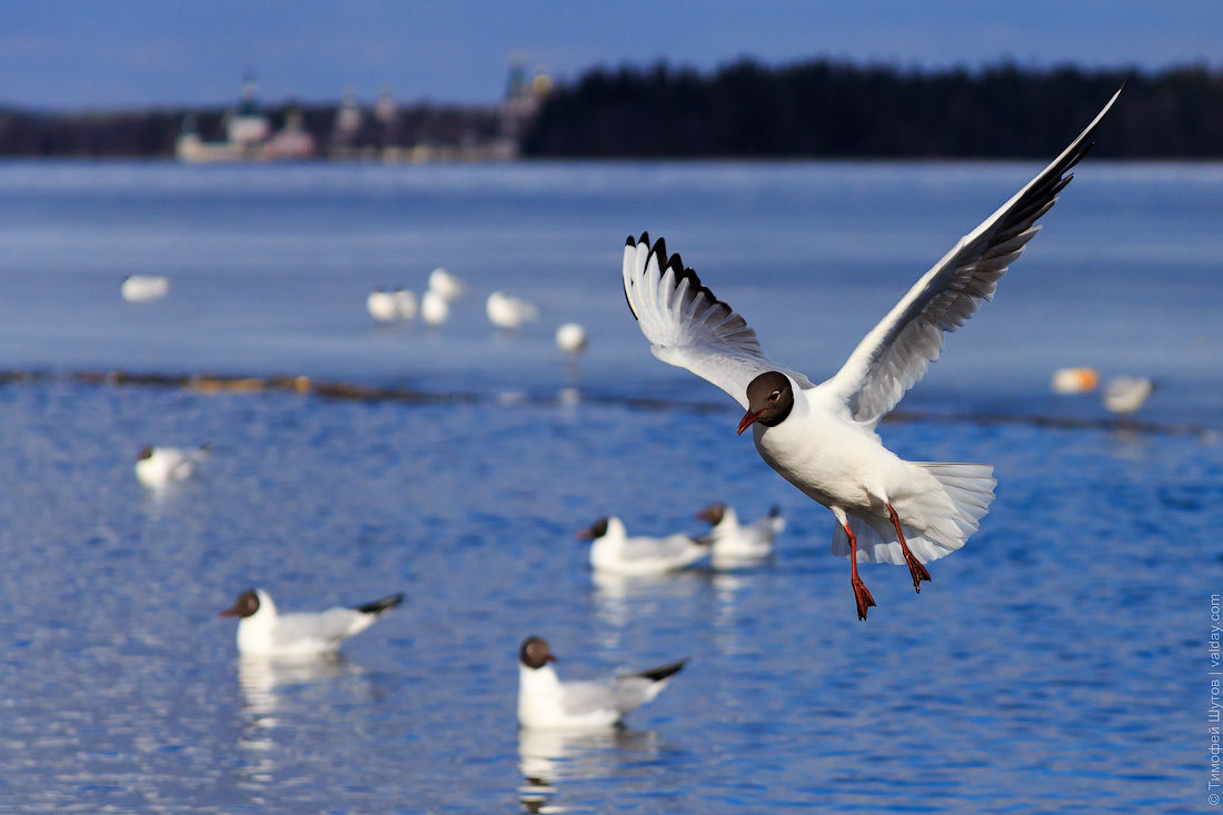 Чайка живет дома. Чайка с Ладожского озера. Чайки на озере. Птицы на озере Чайка. Чайки над озером.
