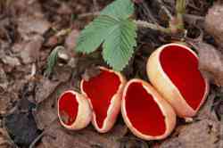  ,   ,     (. Sarcoscypha coccinea)