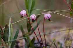   (Vaccinium oxycoccos)