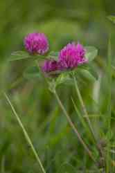  (. Trifolium)