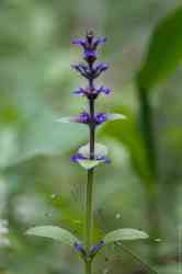   (. Ajuga reptans)